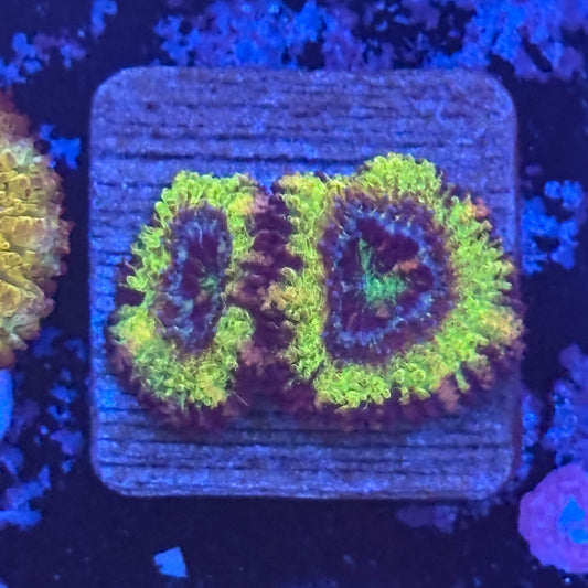 Aquacultured Reverse UFO Asian Acan WYSIWYG Z2-B2-M08