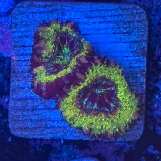 Aquacultured Reverse UFO Asian Acan WYSIWYG Z2-B3-M08