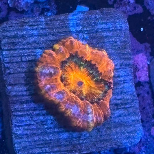 Aquacultured Acan WYSIWYG Z2-B6-M08