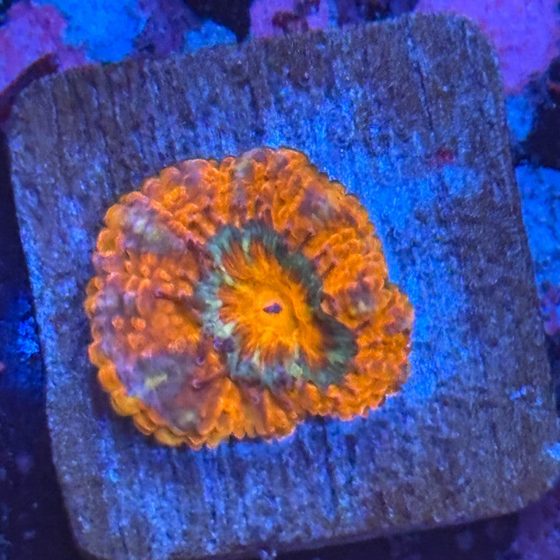 Aquacultured Acan WYSIWYG Z2-B7-M08