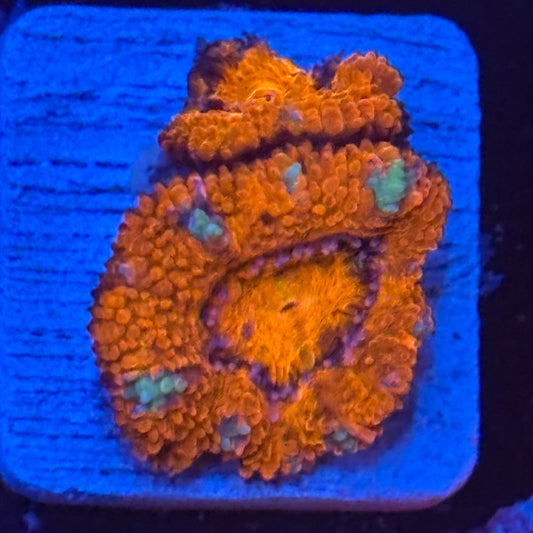 Aquacultured Acan WYSIWYG Z2-C1-M08