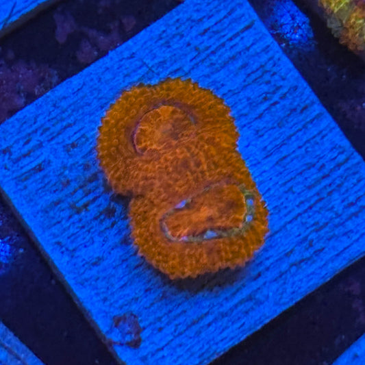 Aquacultured Acan WYSIWYG Z2-C3-M08
