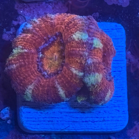 Aquacultured Acan WYSIWYG Z2-C4-M08