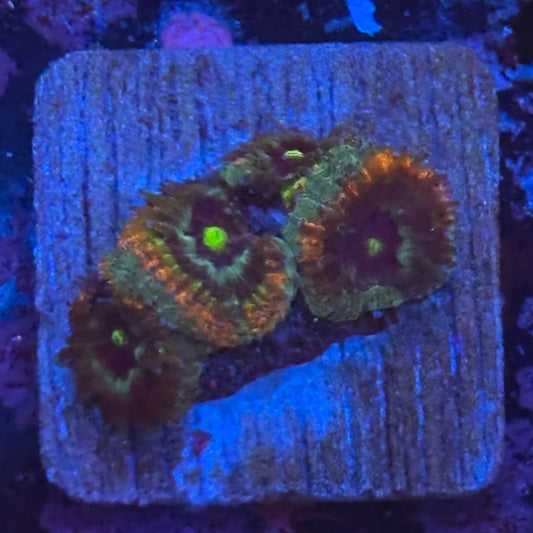 Aquacultured Holy Grail Micromussa WYSIWYG Z2-C5-M08