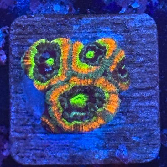 Aquacultured Holy Grail Micromussa WYSIWYG Z2-C6-M08