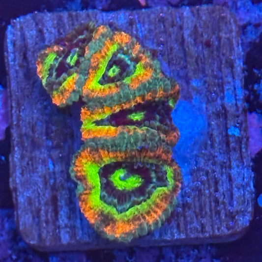 Aquacultured Holy Grail Micromussa WYSIWYG Z2-C7-M08