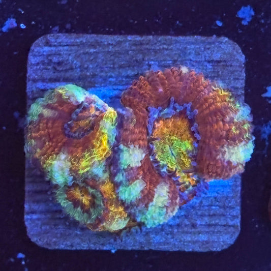 Aquacultured Rainbow Splatter Asian Acan WYSIWYG Z2-D1-M08