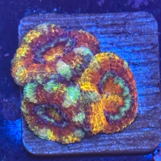 Aquacultured Rainbow Splatter Asian Acan WYSIWYG Z2-D3-M08