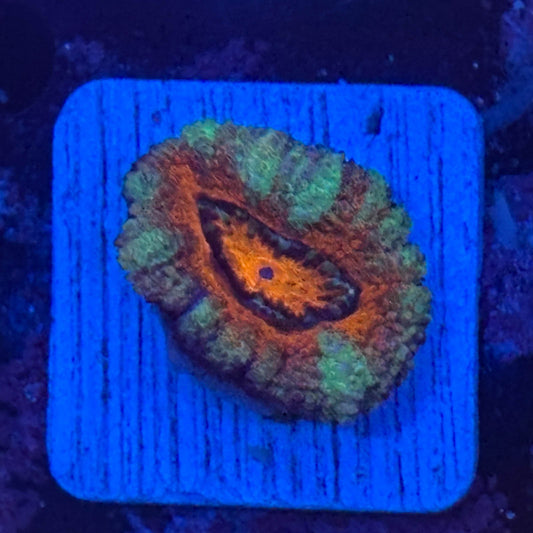 Aquacultured Acan WYSIWYG Z2-D5-M08