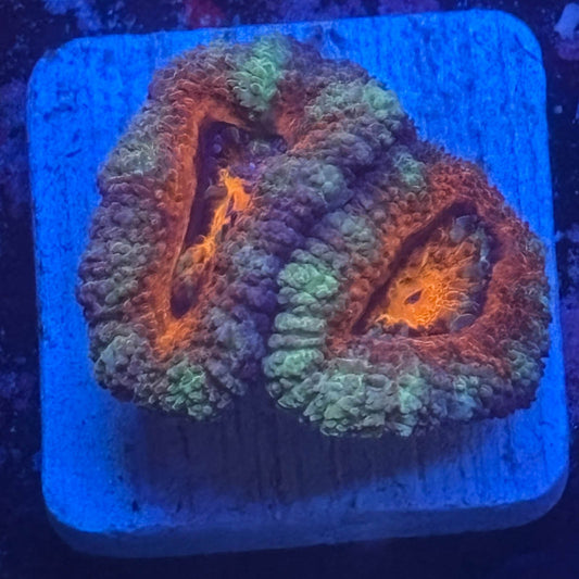 Aquacultured Acan WYSIWYG Z2-D6-M08