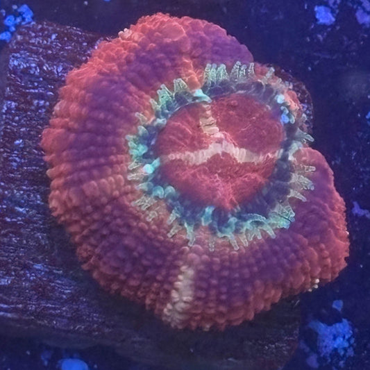 Aquacultured Code Red Asian Acan WYSIWYG Z2-E1-M08