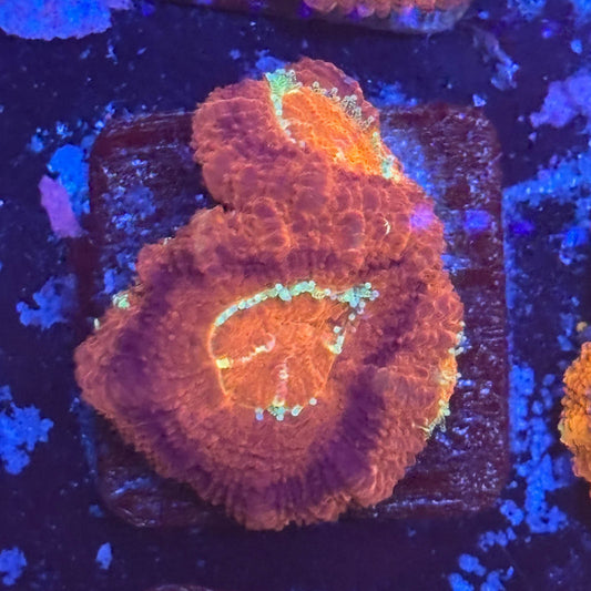 Aquacultured Code Red Asian Acan WYSIWYG Z2-E2-M08