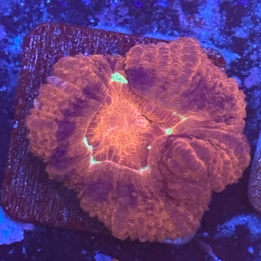Aquacultured Code Red Asian Acan WYSIWYG Z2-E3-M08