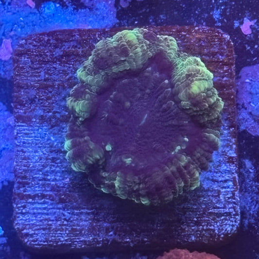 Aquacultured Witch's Garden Asian Acan WYSIWYG Z2-E5-M08