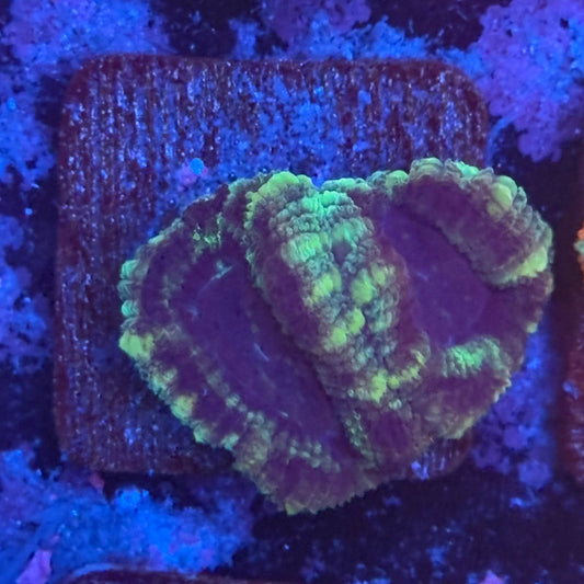 Aquacultured Witch's Garden Asian Acan WYSIWYG Z2-E6-M08
