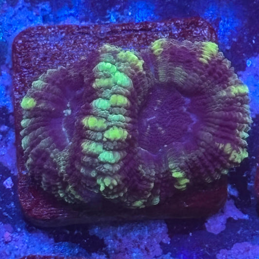 Aquacultured Witch's Garden Asian Acan WYSIWYG Z2-E7-M08
