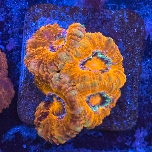 Aquacultured Acan WYSIWYG Z2-F3-M08