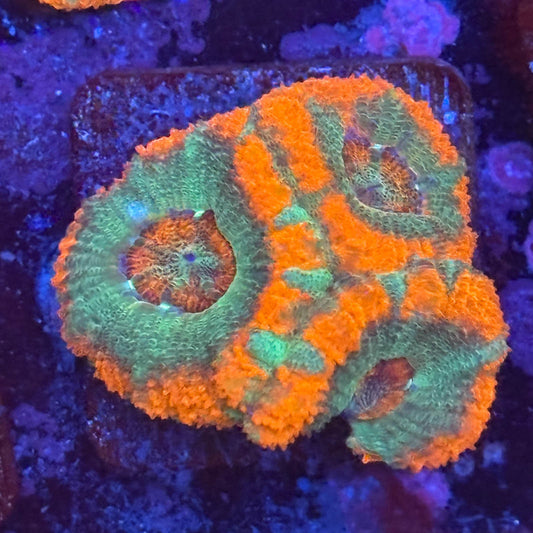 Aquacultured Sour Mint Asian Acan WYSIWYG Z2-F4-M08