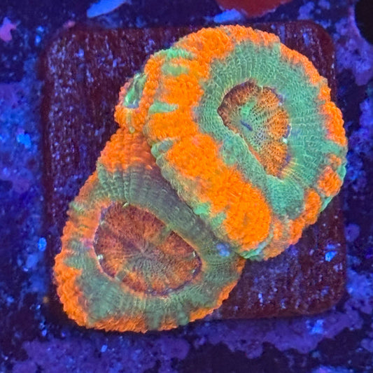 Aquacultured Sour Mint Asian Acan WYSIWYG Z2-F5-M08