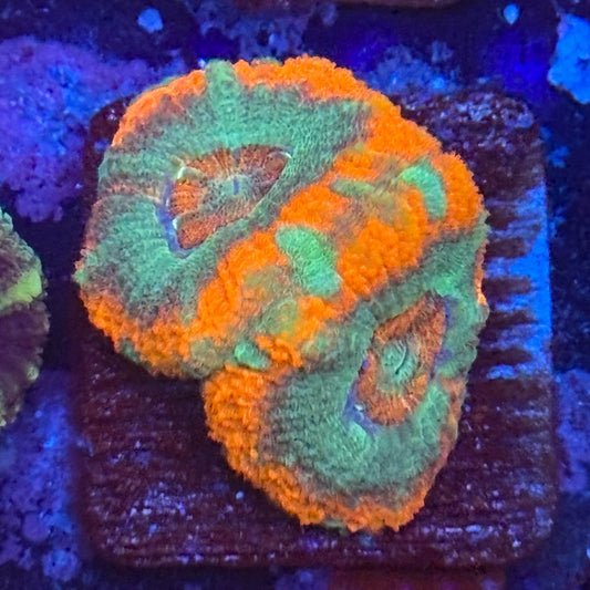 Aquacultured Sour Mint Asian Acan WYSIWYG Z2-F6-M08