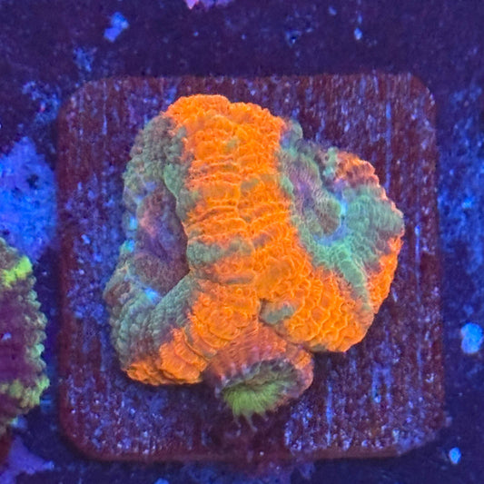 Aquacultured Sour Mint Asian Acan WYSIWYG Z2-F7-M08