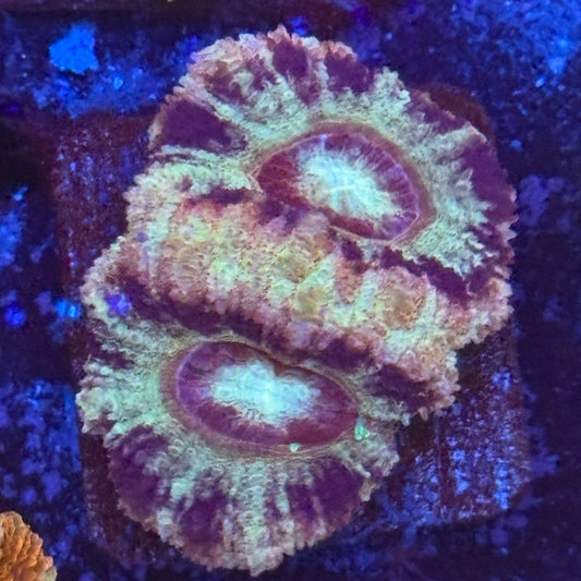 Aquacultured Frostbite Asian Acan WYSIWYG Z2-G2-M08
