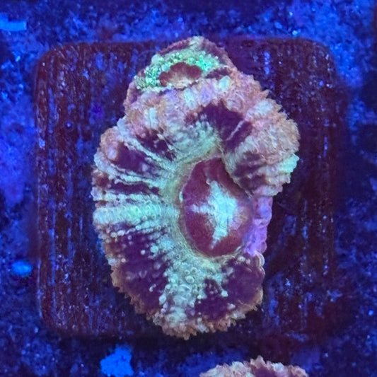 Aquacultured Frostbite Asian Acan WYSIWYG Z2-G3-M08