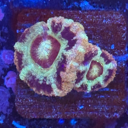 Aquacultured Frostbite Asian Acan WYSIWYG Z2-G4-M08
