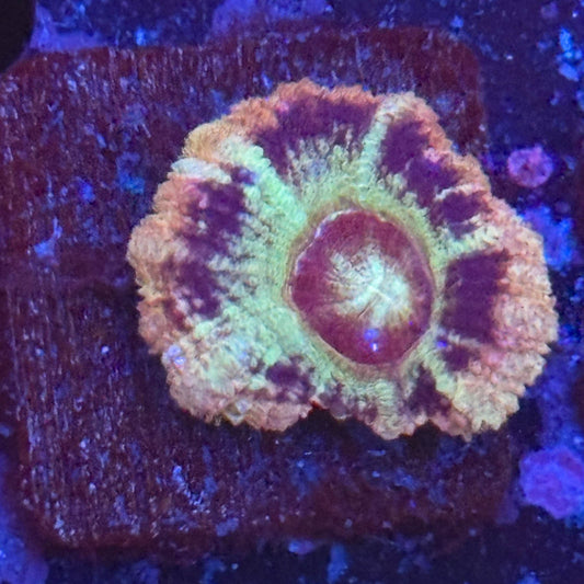 Aquacultured Frostbite Asian Acan WYSIWYG Z2-G5-M08
