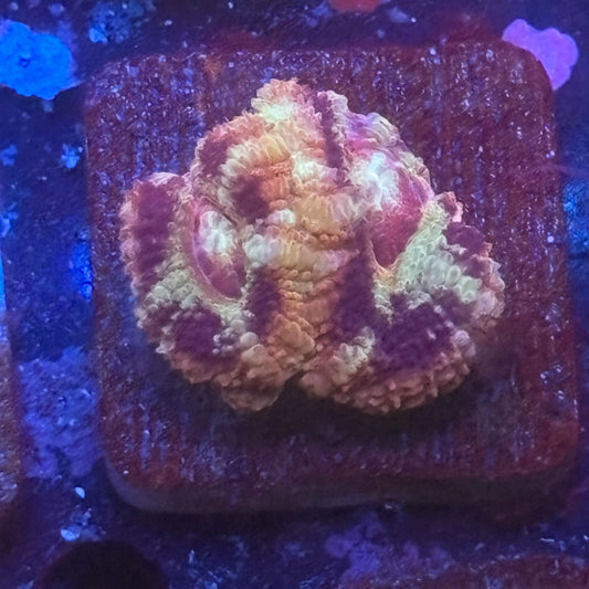 Aquacultured Frostbite Asian Acan WYSIWYG Z2-G6-M08