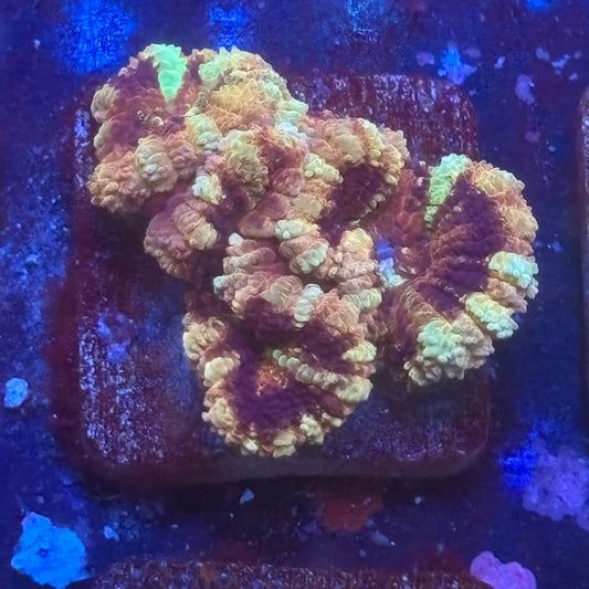 Aquacultured Frostbite Asian Acan WYSIWYG Z2-G7-M08
