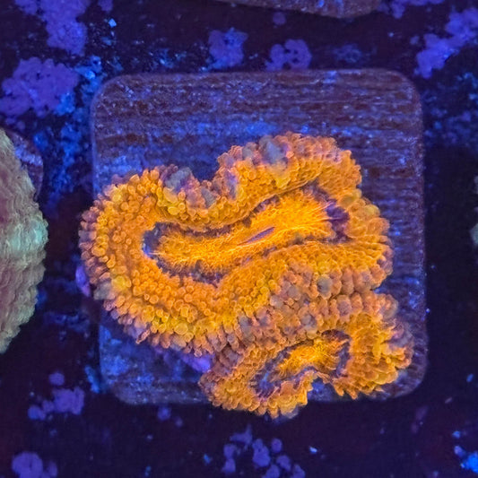 Aquacultured Acan WYSIWYG Z2-H1-M08