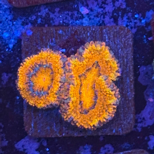 Aquacultured Acan WYSIWYG Z2-H2-M08