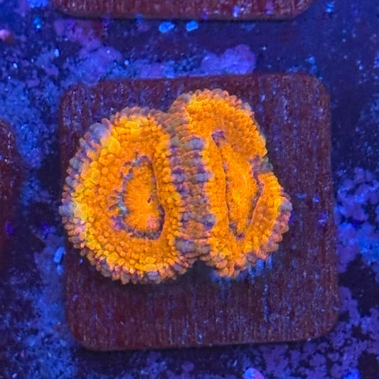 Aquacultured Acan WYSIWYG Z2-H3-M08