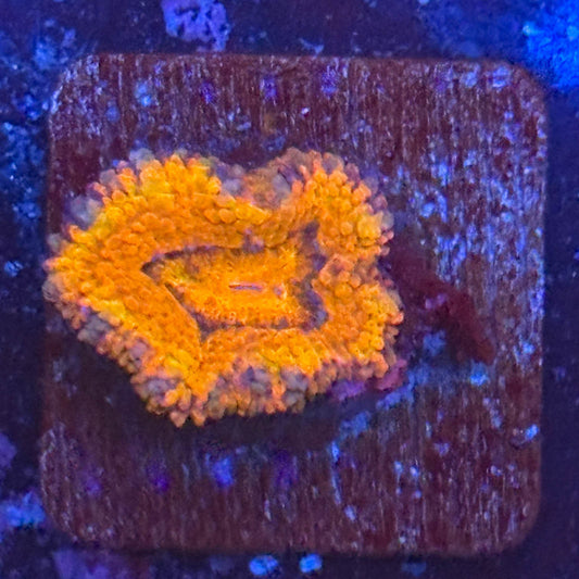 Aquacultured Acan WYSIWYG Z2-H4-M08