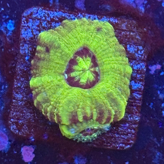 Aquacultured Toxic Asian Acan WYSIWYG Z2-H5-M08