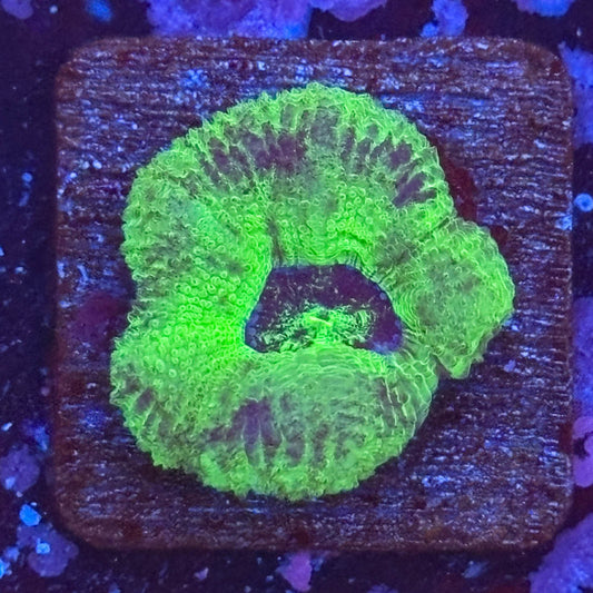 Aquacultured Toxic Asian Acan WYSIWYG Z2-H6-M08