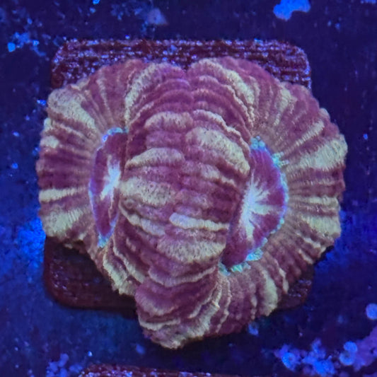 Aquacultured Acan WYSIWYG Z2-I4-M08
