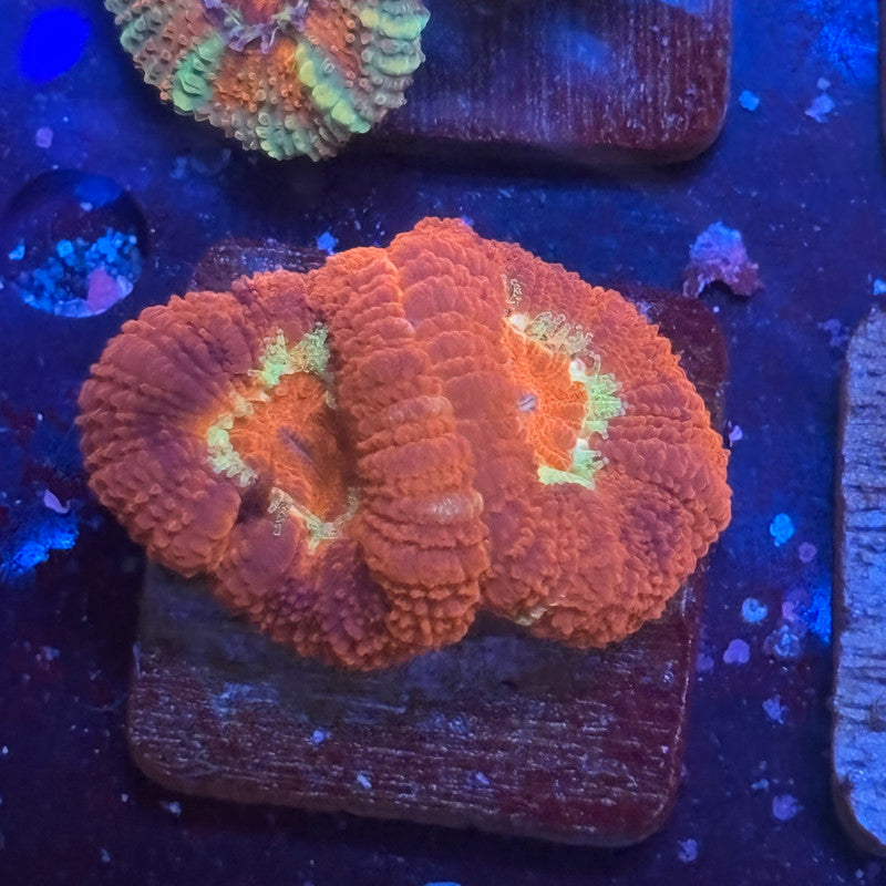 Aquacultured Acan WYSIWYG J2-A2-M08