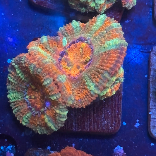 Aquacultured Citrus Power Acan WYSIWYG J2-A3-M08