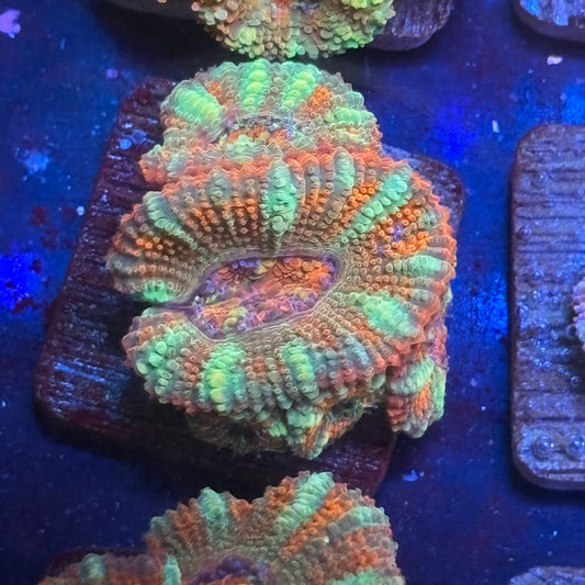 Aquacultured Citrus Power Acan WYSIWYG J2-A4-M08