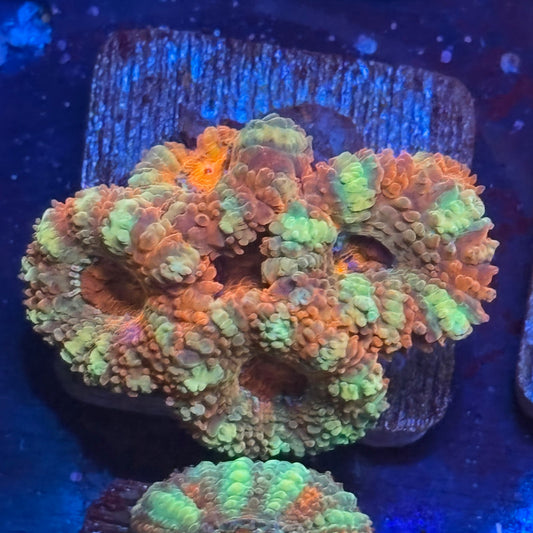 Aquacultured Citrus Power Acan WYSIWYG J2-A5-M08