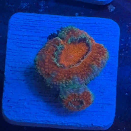 Aquacultured Frosty Acan WYSIWYG J2-A6-M08