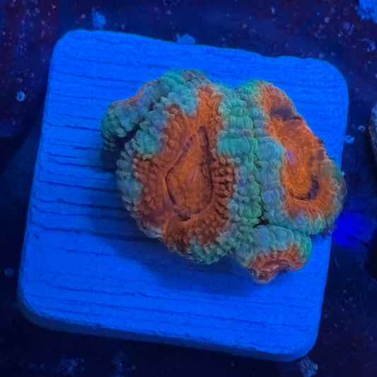 Aquacultured Frosty Acan WYSIWYG J2-A7-M08
