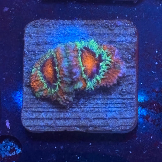 Aquacultured Arctic Ember Asian Acan WYSIWYG J2-B1-M08