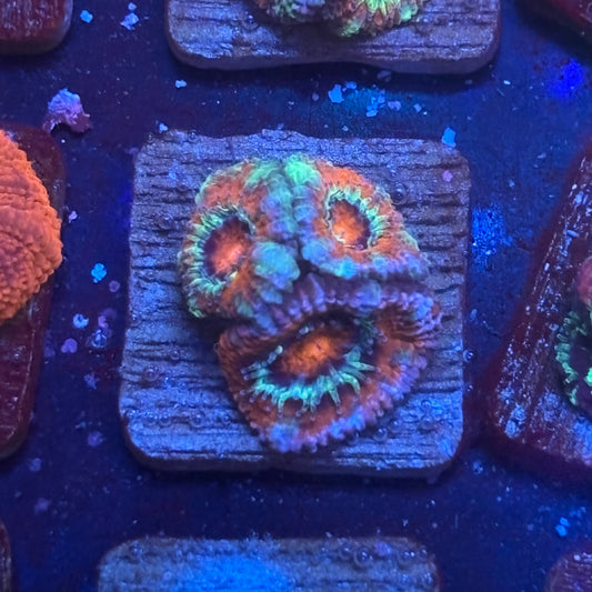 Aquacultured Arctic Ember Asian Acan WYSIWYG J2-B2-M08