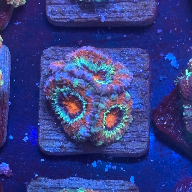 Aquacultured Arctic Ember Asian Acan WYSIWYG J2-B3-M08