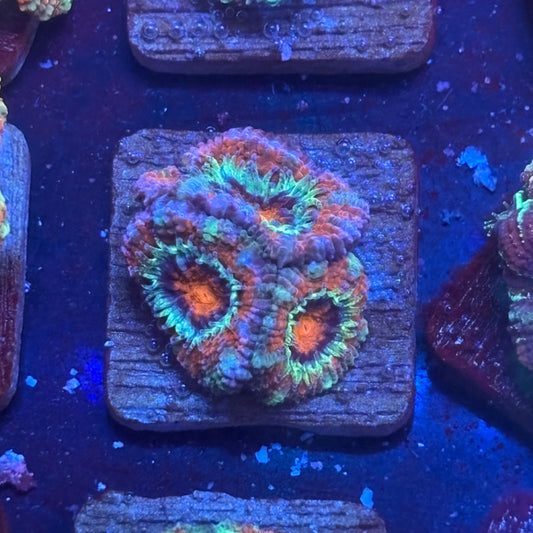 Aquacultured Arctic Ember Asian Acan WYSIWYG J2-B3-M08
