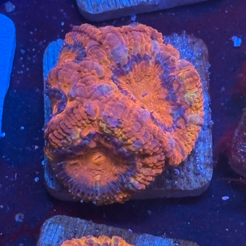 Aquacultured Acan WYSIWYG J2-B6-M08