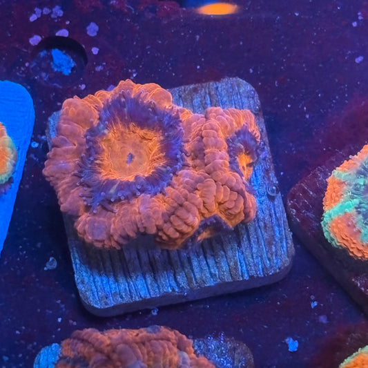 Aquacultured Acan WYSIWYG J2-B7-M08